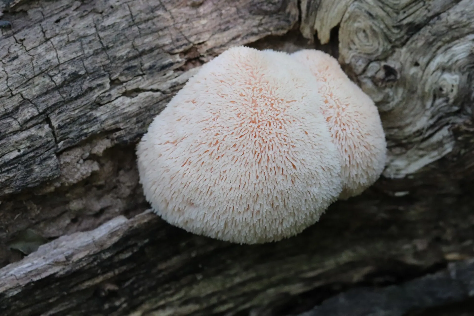 A white lion's mane mushroom with long hanging spines growing on wood