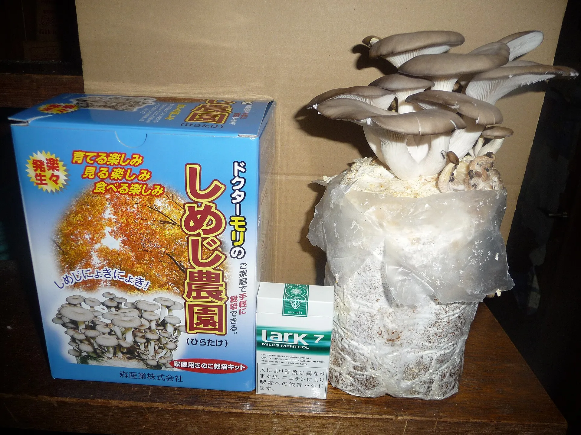Grey oyster mushrooms fruiting from a plastic-wrapped block indoors